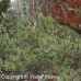 Jack Pine (3+0)