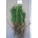 Jack Pine (3+0)