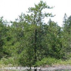 Jack Pine (3+0)