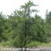 Jack Pine (3+0)