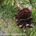 Jack Pine (3+0)