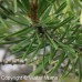 Jack Pine (3+0)