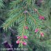 Norway Spruce (P/G+1.5)