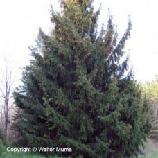 Norway Spruce (P/G+1.5)