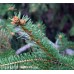 Norway Spruce (60cm+)