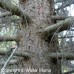 Norway Spruce (P/G+1.5)