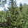 Norway Spruce (60cm+)
