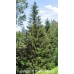 Norway Spruce (60cm+)