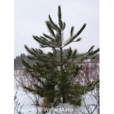 Red Pine (60cm+)