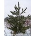 Red Pine (60cm+)