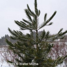 Red Pine (G+2)