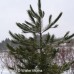Red Pine (G+2)