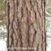 Red Pine (60cm+)