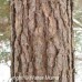 Red Pine (G+2)