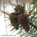 Scotch Pine (P+1.5)