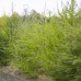 Tamarack (2 gallon)