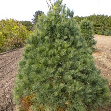 White Pine (3 gallon)