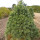 White Pine (3+0)