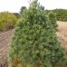 White Pine (60cm+)