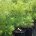 White Pine (2 gallon)