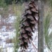 White Pine (45cm+)