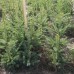 White Spruce (3+1)