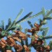 White Spruce (3+1)