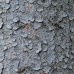 White Spruce (60cm+)
