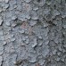 White Spruce (3+1)