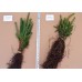 White Spruce (3+1)