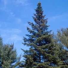 White Spruce (3+1)