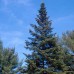 White Spruce (3+0)