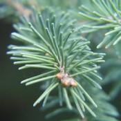 Coniferous (40)