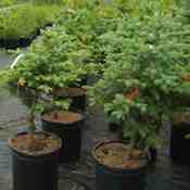 Potted Stock (19)