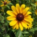 Black-eyed Susan (3")
