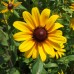 Black-eyed Susan (3")