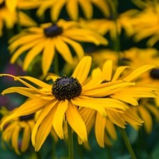 Native Perennials