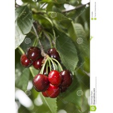 Cherry 'Montmorency"