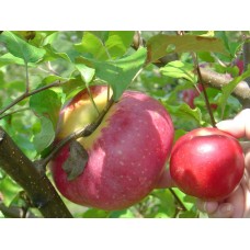 Apple 'Wolf River'