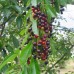 Black Cherry (1 gallon)