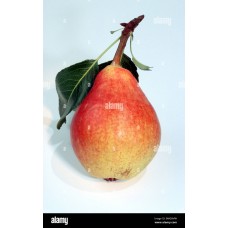 Pear 'Clapp's Favorite'