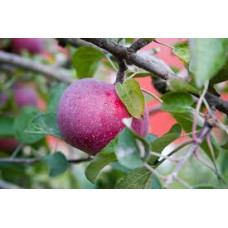 Apple 'Ida Red'
