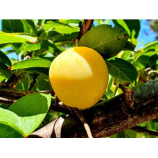 Plum 'Early Golden'