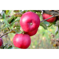 Apple 'Ida Red' Apple 'Ida Red'