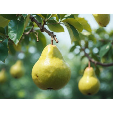 Pear 'Bounty'
