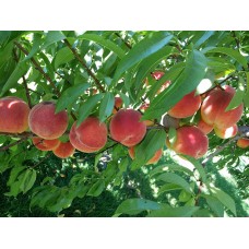 Peach 'Harrow Beauty'