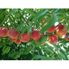 Peach 'Contender'