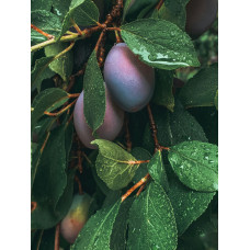 Plum 'Italian'