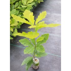 Greenhouse Plug - Red Oak