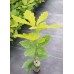 Greenhouse Plug - Red Oak